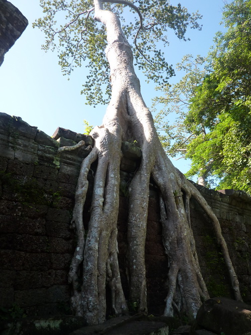 Шелково-хлопковое дерево Преах Кхан.