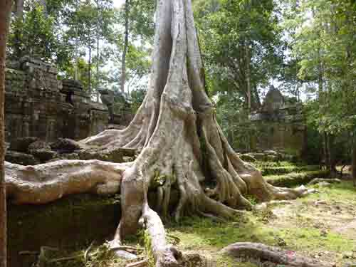Корни тропических деревьев в храме Та Ней