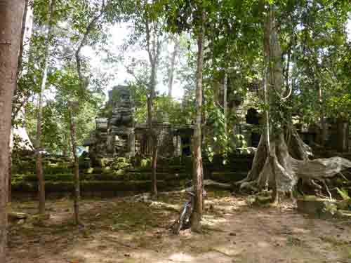 Тропические деревья в храме Та Ней