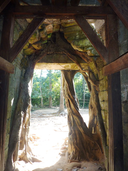 Гопура Та Сом с обратной стороны в корнях шёлково-хлопкового дерева